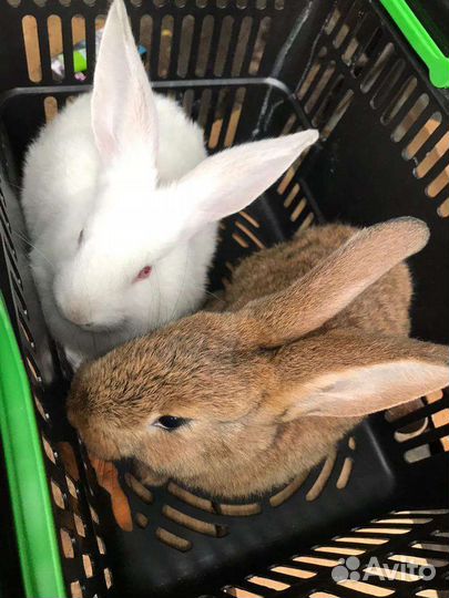 Кролики 300 штука