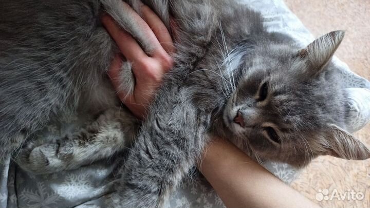 Брошенный кот