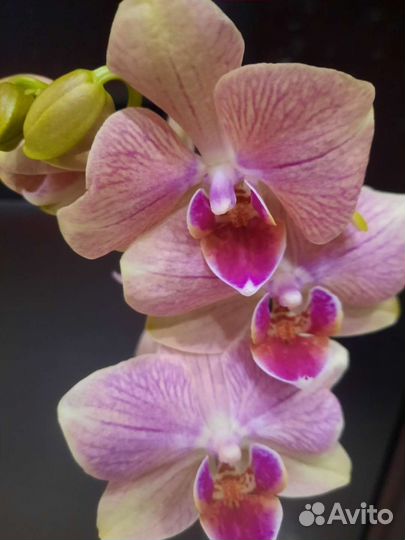 Орхидея фаленопсис