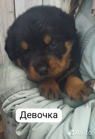 Щенки ротвейлера