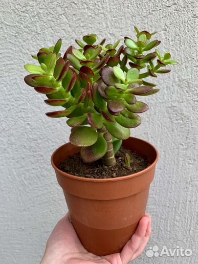 Крассула Минор