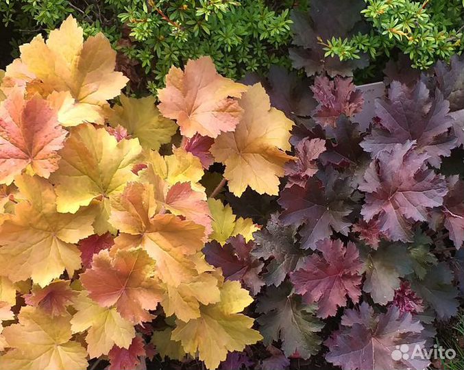 Хоста Токудама Флавоцирциналис и др крупные хосты