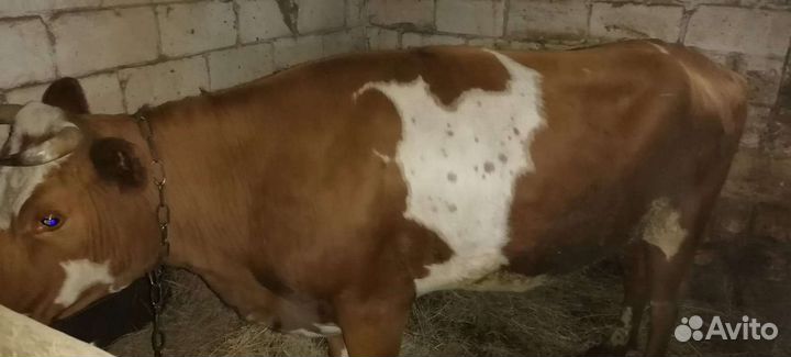 Корова дойная