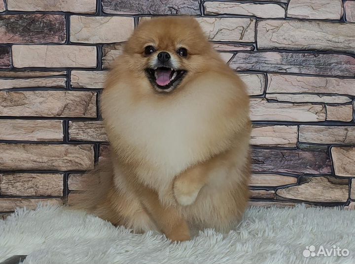 Шпиц на вязку