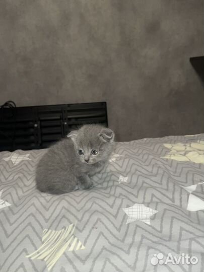 Британские котята