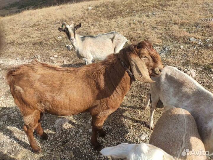 Козёл на вязку