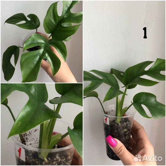 Комнатные растения