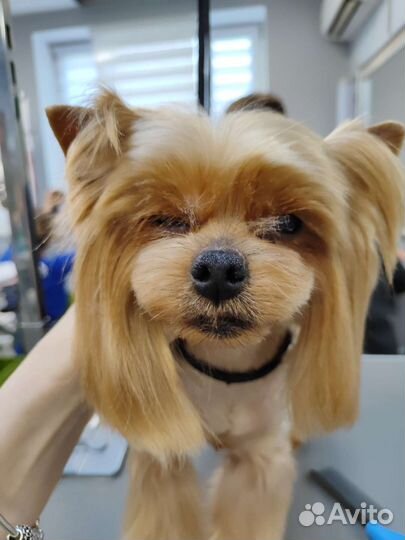 Груминг собак