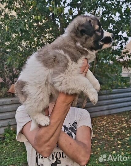 Щенок в добрые руки бесплатно