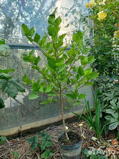 Боярышник крупноплодный Арнольда 5 лет