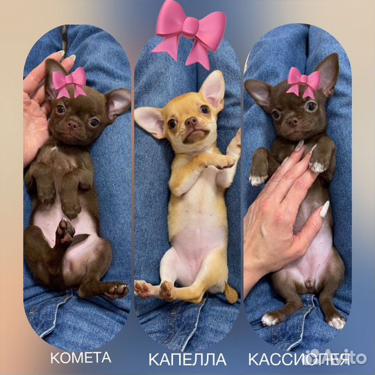 Девочки чихуашечки 2 мес