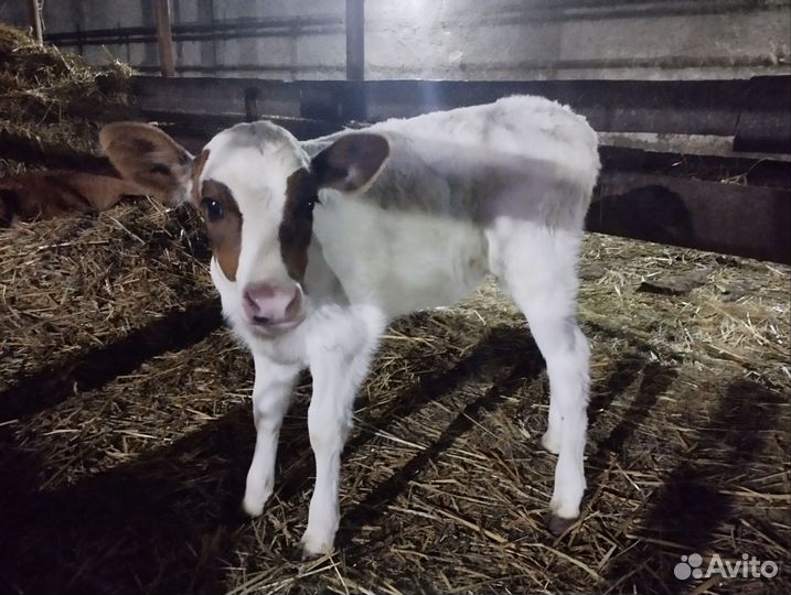 Тёлки, и поросята