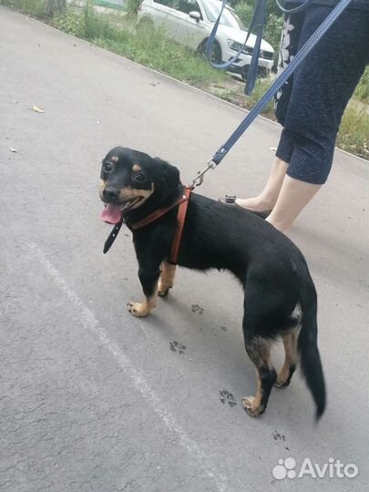 Той-терьер