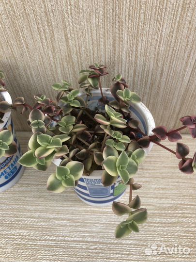 Крассула Маргиналис пеллюцида