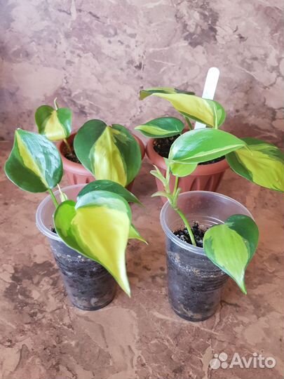 Филодендрон сканденс бразил