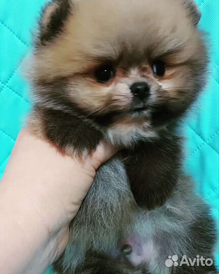 Кукольный мини мальчик -померанчик