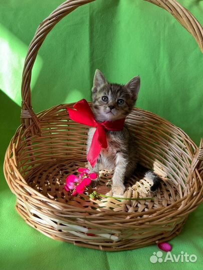 Котенок девочка бесплатно