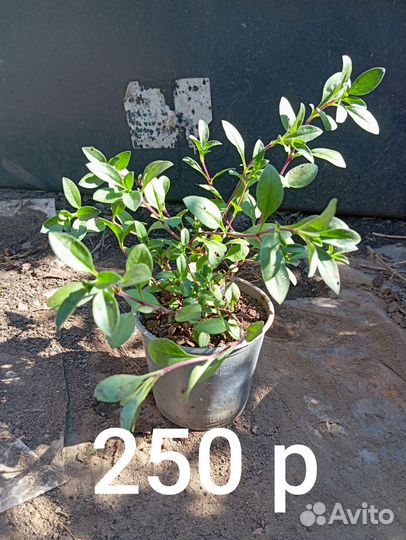 Растения для сада