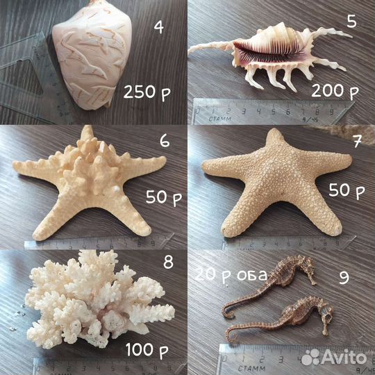 Морские ракушки, звезды, коралл, декорации