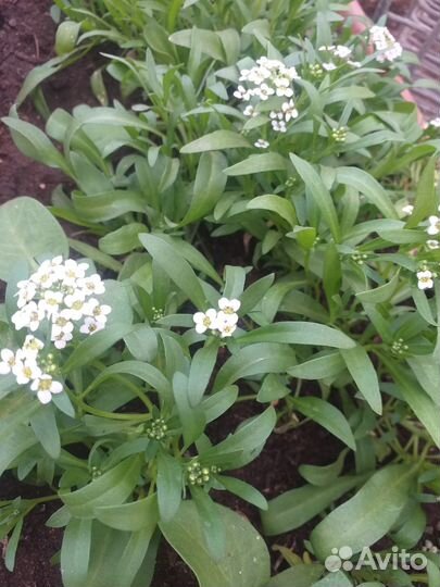 Помидоры Толстый боциан