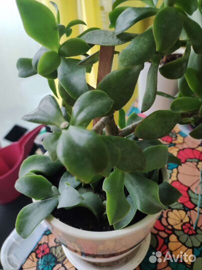 Суккуленты