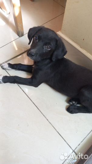 Щенок, девочка маленькой породы