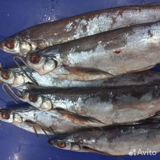 Продается вяленная чехонь