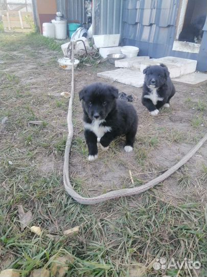 Щенки