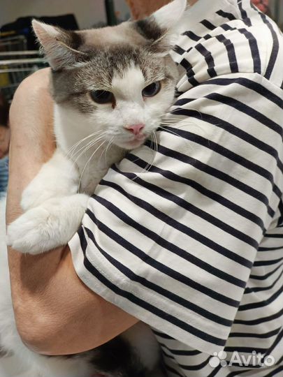 Котик в добрые руки