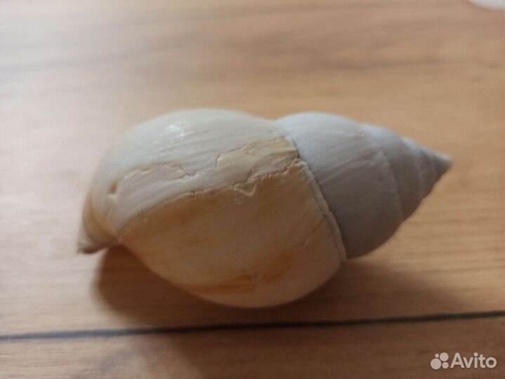Морская раковина