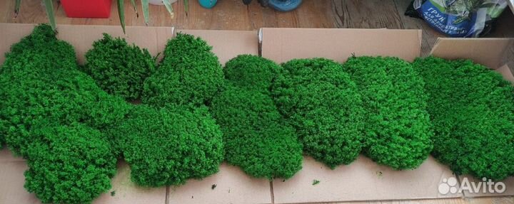 Стабилизированный мох для помещений ягель кочка