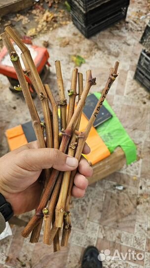 Черенки винограда, инжира, ежевики