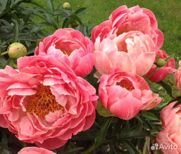 Пионы саженцы