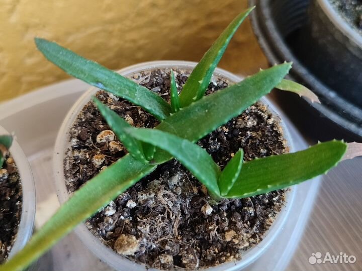 Суккуленты