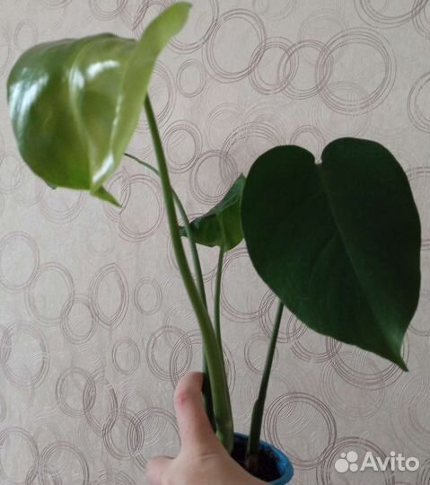 Продам цветы комнатные