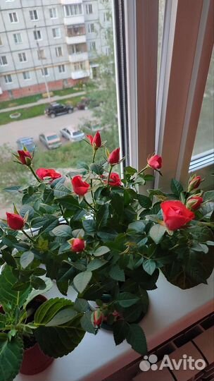 Роза комнатная домашняя, саженец. Гардения