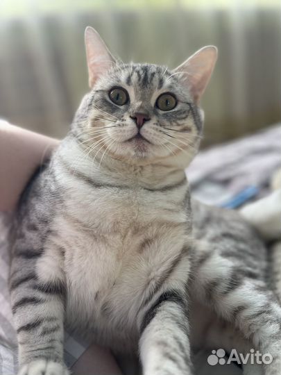 Британский кот,вязка