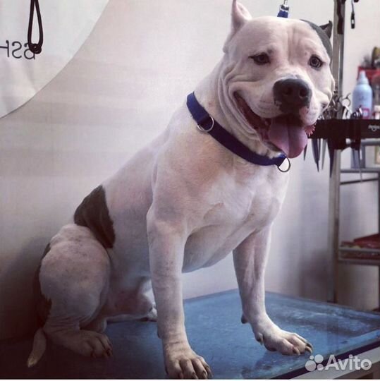 Мытье вычес (груминг) крупных пород собак