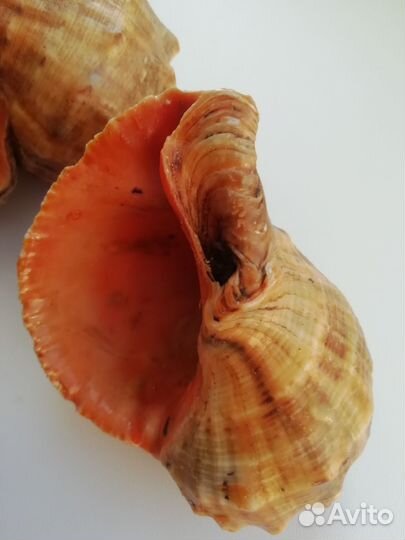Морские ракушки бу, цена за все