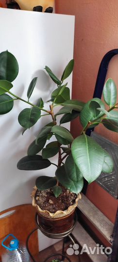 Комнатные и садовые цветы