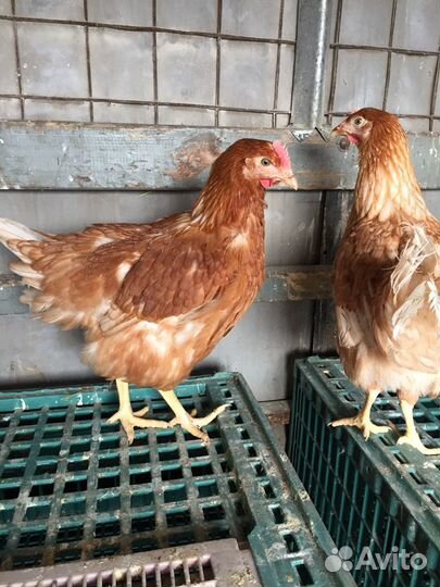 Куры несушки опт/розница