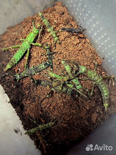 Новогвинейский палочник