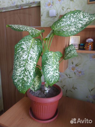 Комнатные цветы