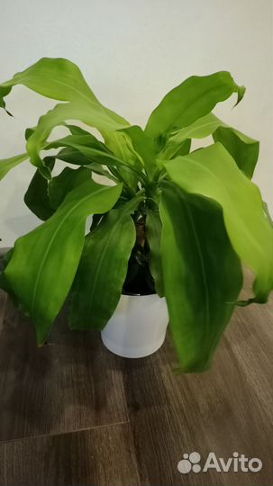 Дерево счастья