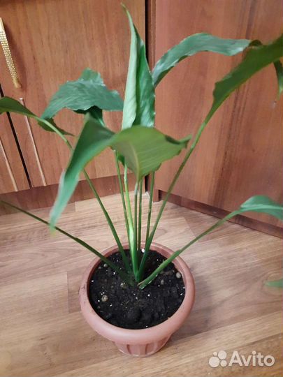 Спатифилум(женское счастье)