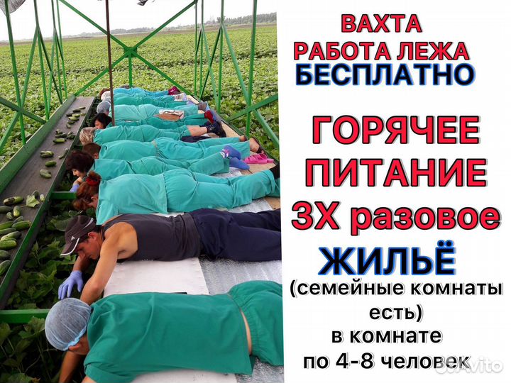 Сборщик/ца огурцов. Вахта с питанием-3 раза. Жилье