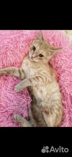 Рыжий котенок мальчик