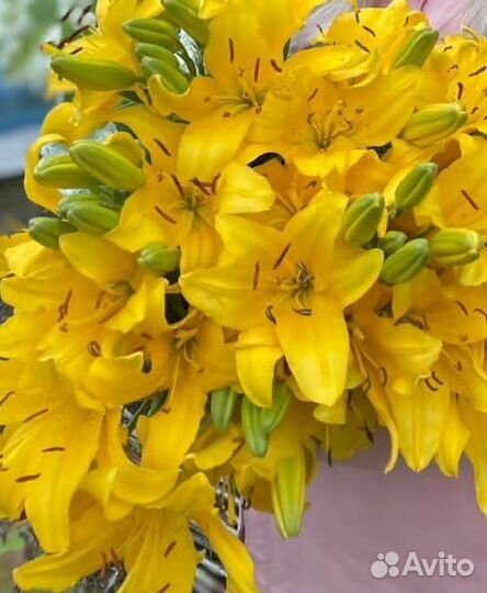 Цветы лилии