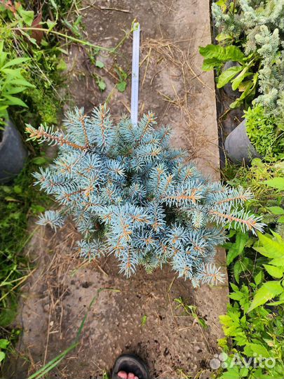 Ель голубая Глаука глобоза