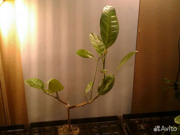 Лимон плодоносящий крупномер. До 1.3 м. Доставка